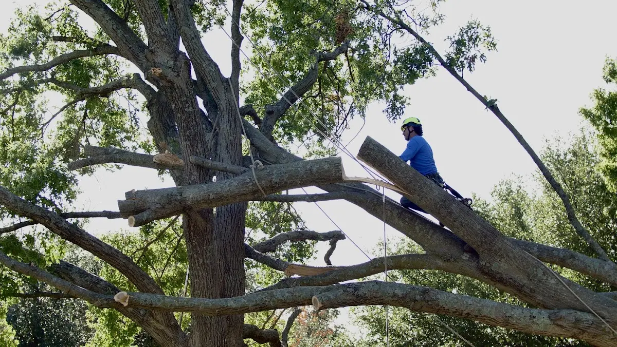 Professional Hazardous Tree Removal performed by certified arborists in Townshend